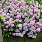 IMG_6383.JPG